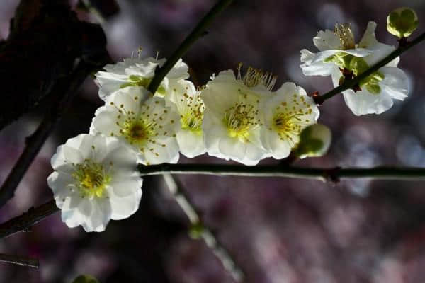 赏梅季节即将来临，一起来认识下常见的梅花品种吧！