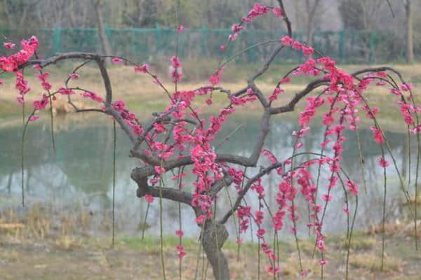 赏梅季节即将来临，一起来认识下常见的梅花品种吧！