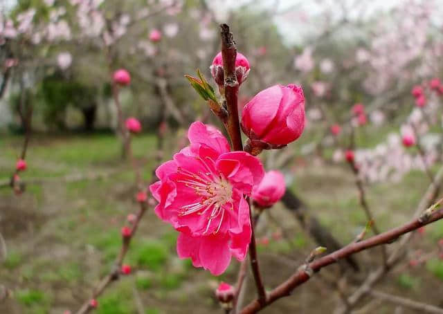 唐伯虎十首桃花诗，这才是唯美的“十里桃花”