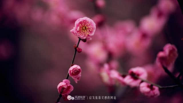 梅花的样子