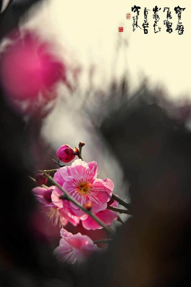 梅花香自苦寒来，微距拍摄100张洛阳梅花作品