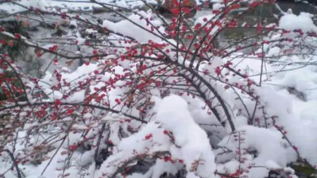 11月19，最美梅花雪动态美图，真是美极了，太美太漂亮迷人！