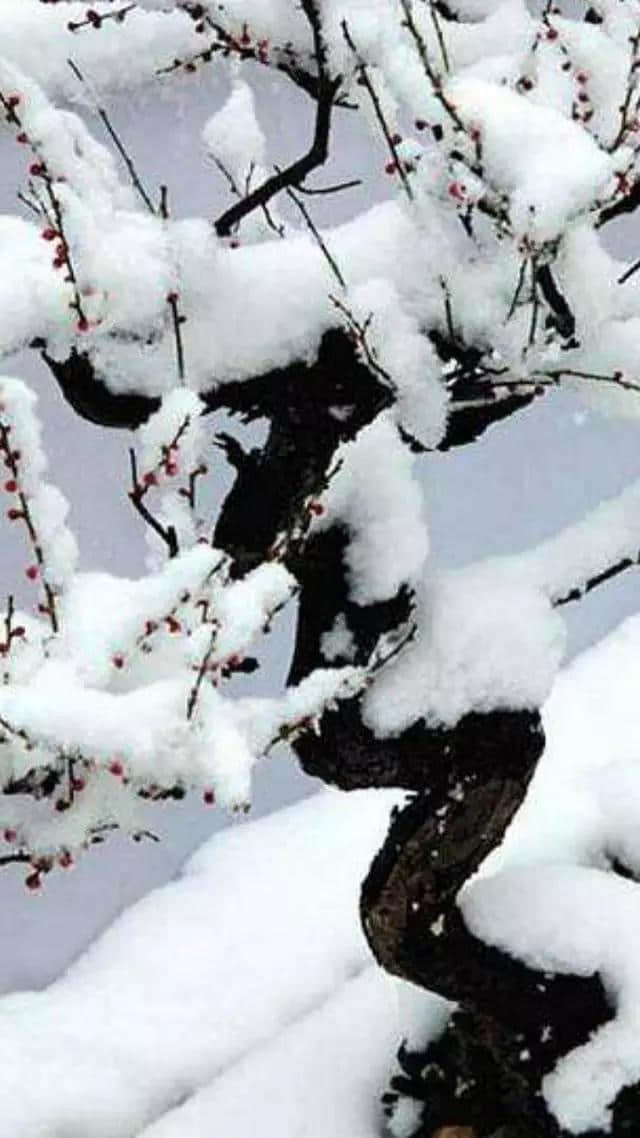 11月19，最美梅花雪动态美图，真是美极了，太美太漂亮迷人！