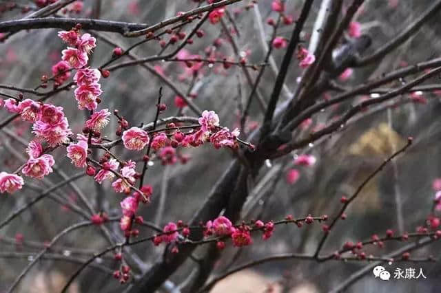 首次推荐！金华版“千岛湖”湖畔千株梅花已经盛开，鲜为人知，赏梅约起……