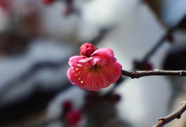 一场雪，水泉寺梅花开了