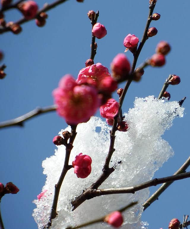 一场雪，水泉寺梅花开了