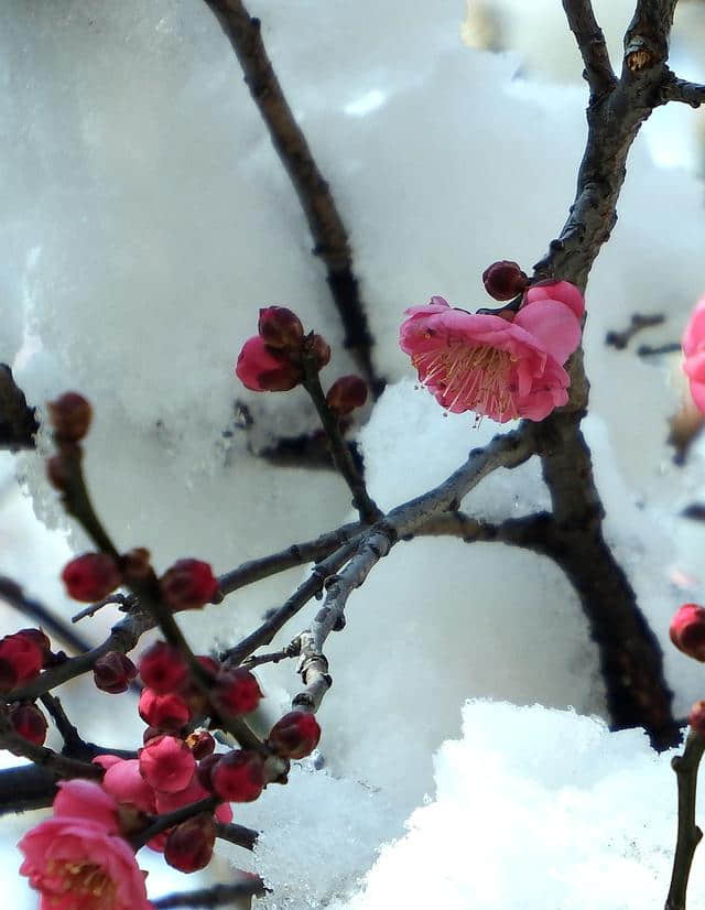 一场雪，水泉寺梅花开了