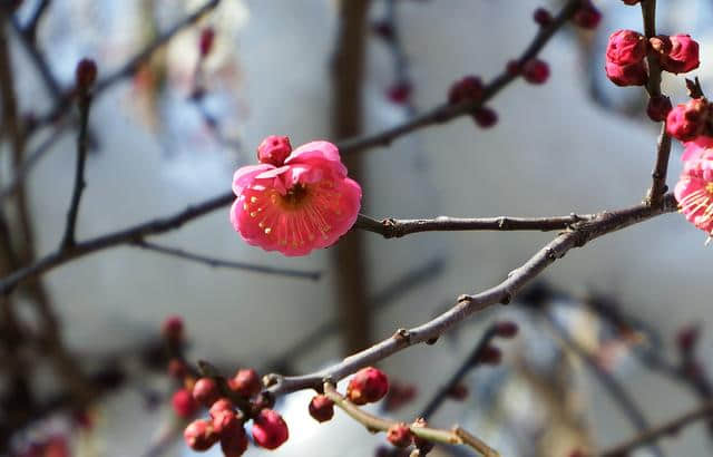 一场雪，水泉寺梅花开了