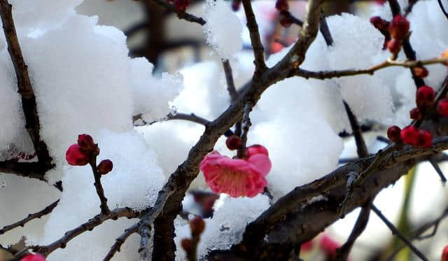 一场雪，水泉寺梅花开了