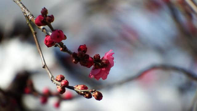 一场雪，水泉寺梅花开了