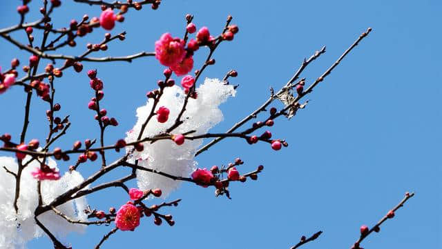 一场雪，水泉寺梅花开了