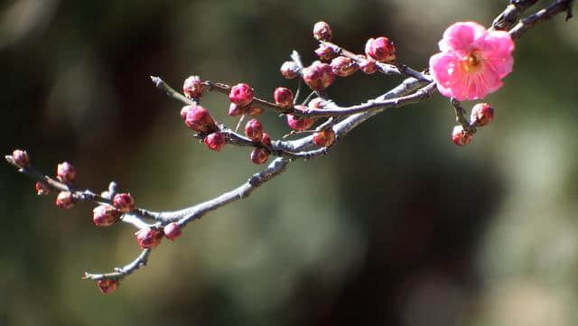 一场雪，水泉寺梅花开了