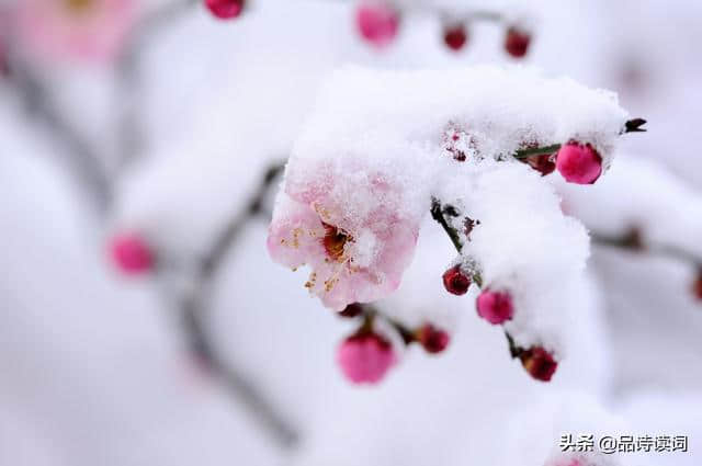 宋诗里不可错过的一首咏梅诗，梅须逊雪三分白，雪却输梅一段香