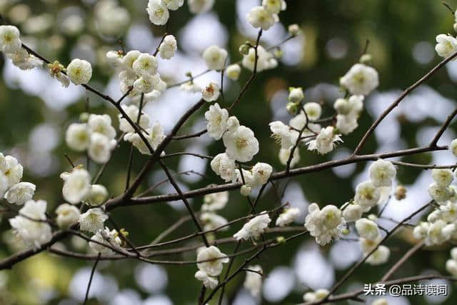 宋诗里不可错过的一首咏梅诗，梅须逊雪三分白，雪却输梅一段香