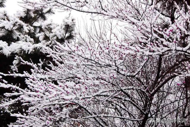 宋诗里不可错过的一首咏梅诗，梅须逊雪三分白，雪却输梅一段香