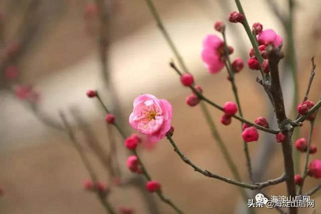 北京海淀鹫峰的梅花开了！喜欢摄影的朋友可以先来尝鲜