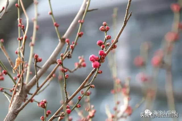 北京海淀鹫峰的梅花开了！喜欢摄影的朋友可以先来尝鲜