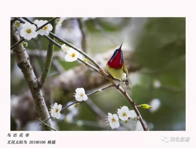 信宜梅花开了！难得一见的画面，美到心醉！