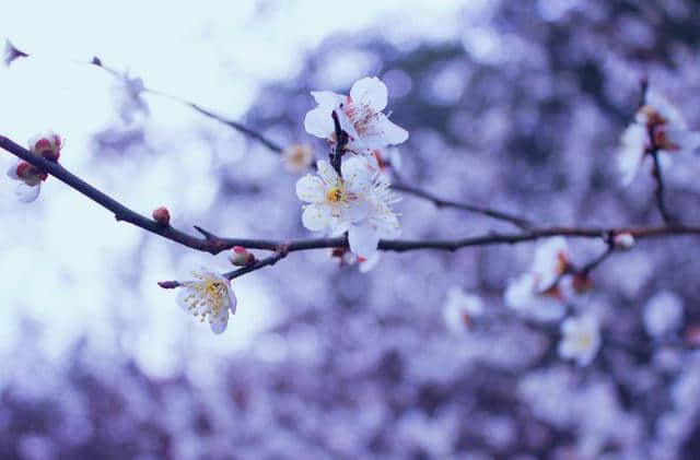 「诗词鉴赏」人生的早梅，梅花香自苦寒来！