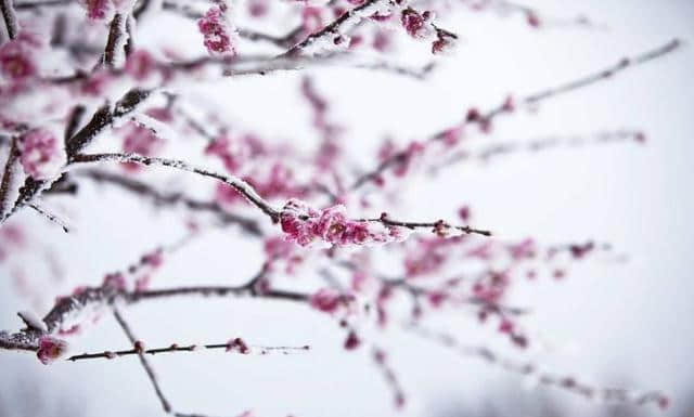 「诗词鉴赏」人生的早梅，梅花香自苦寒来！