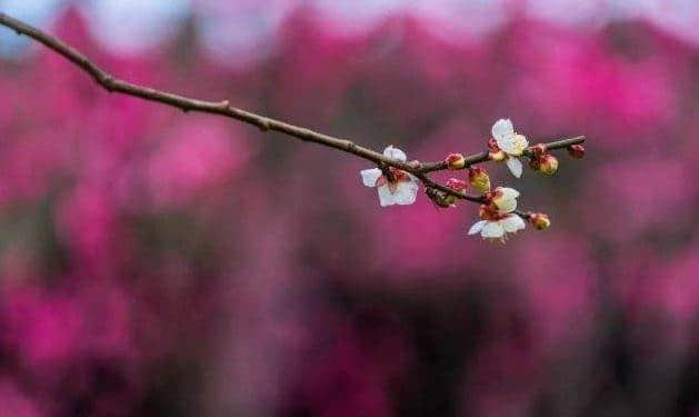 「诗词鉴赏」人生的早梅，梅花香自苦寒来！