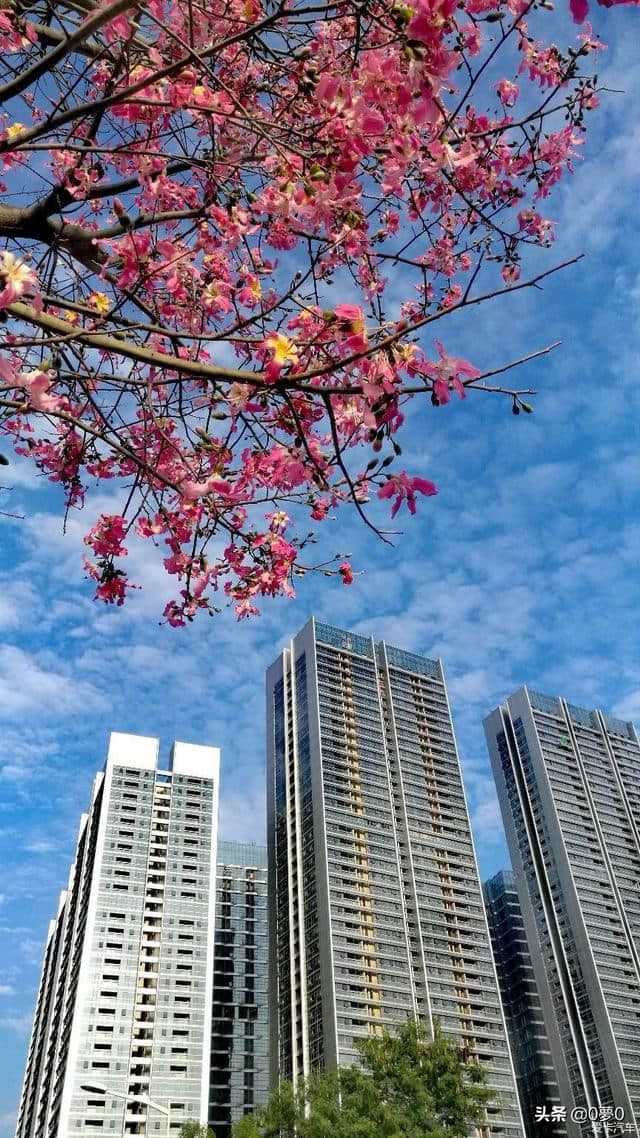 茅屋为秋风所破歌      「唐」    杜甫