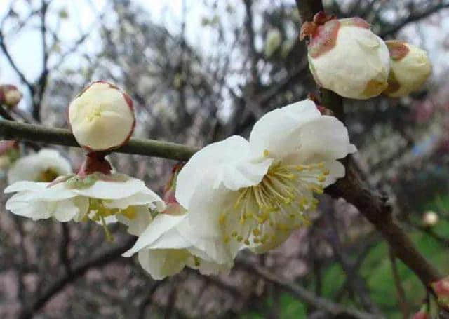 梅花有哪些品种，冬季室内外花卉首选