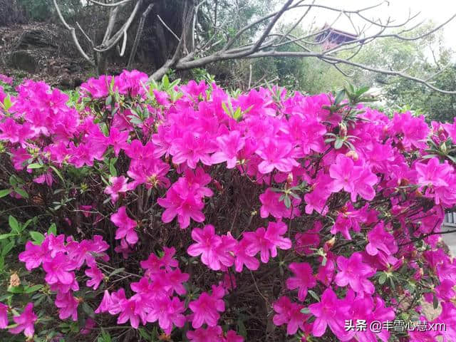 杜鹃花开的季节----雨中游同安梵天寺、梅山寺