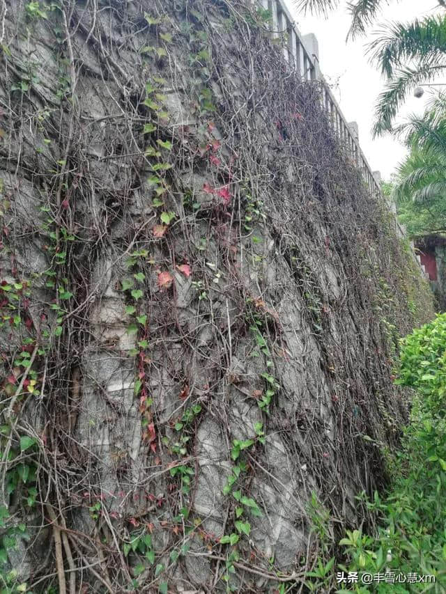 杜鹃花开的季节----雨中游同安梵天寺、梅山寺