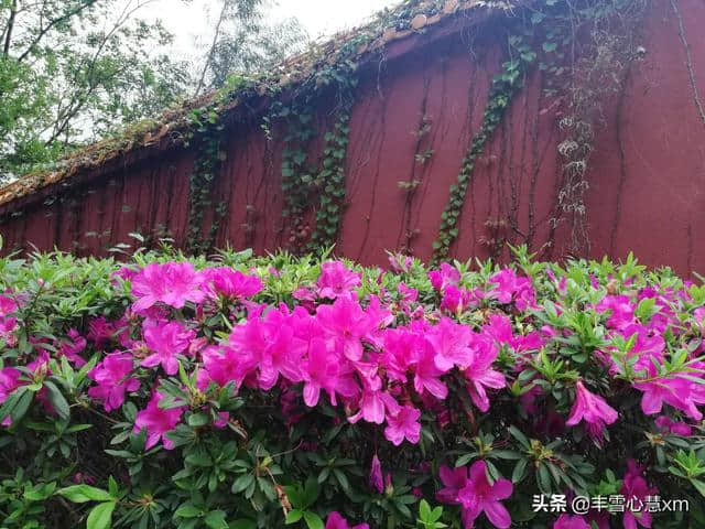 杜鹃花开的季节----雨中游同安梵天寺、梅山寺