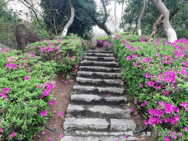 杜鹃花开的季节----雨中游同安梵天寺、梅山寺