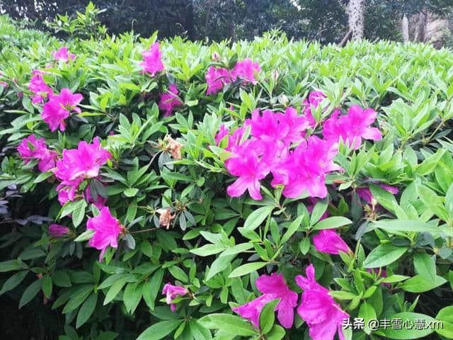 杜鹃花开的季节----雨中游同安梵天寺、梅山寺