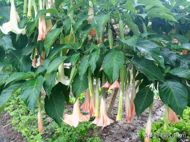 杜鹃花开的季节----雨中游同安梵天寺、梅山寺