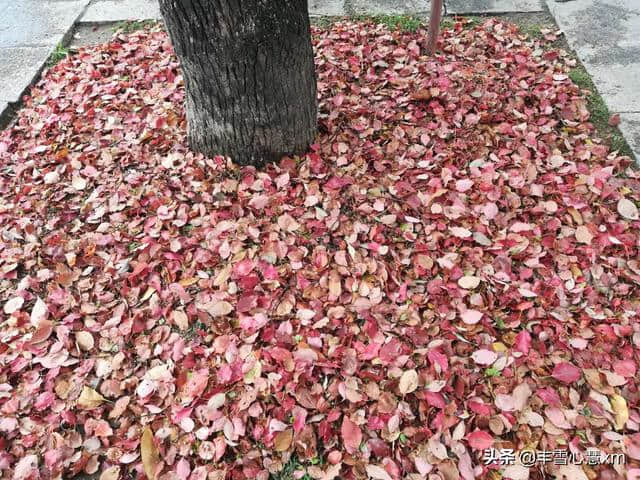 杜鹃花开的季节----雨中游同安梵天寺、梅山寺