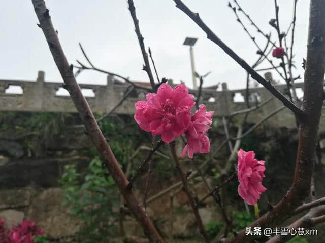 杜鹃花开的季节----雨中游同安梵天寺、梅山寺