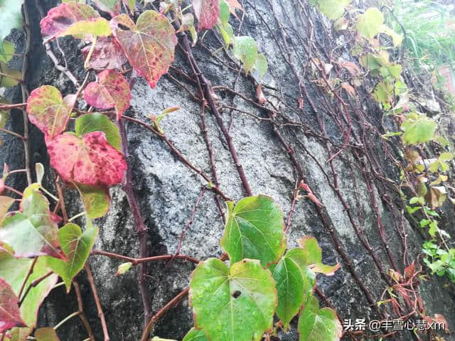 杜鹃花开的季节----雨中游同安梵天寺、梅山寺