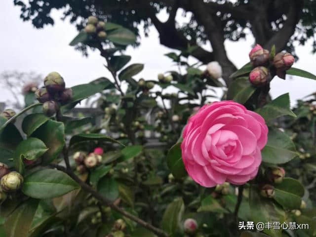 杜鹃花开的季节----雨中游同安梵天寺、梅山寺