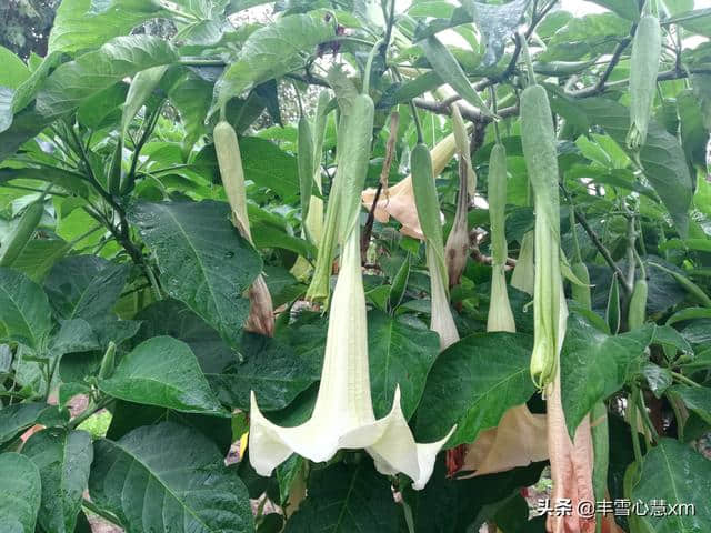 杜鹃花开的季节----雨中游同安梵天寺、梅山寺