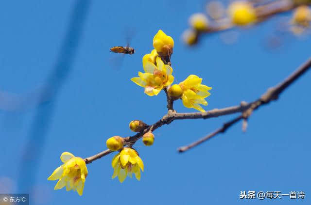 梅花开了，年来了……