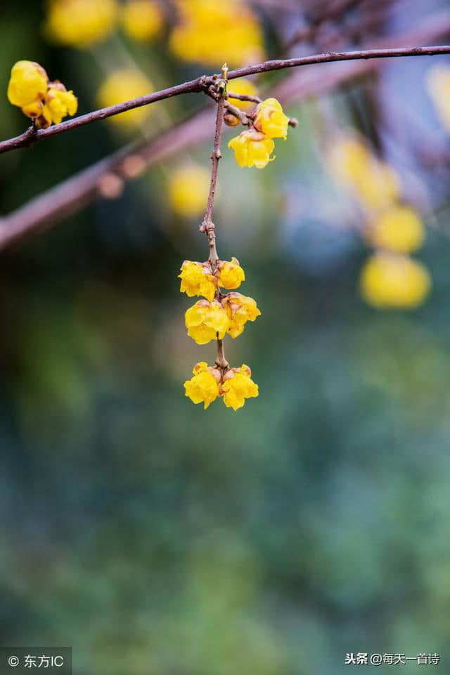 梅花开了，年来了……