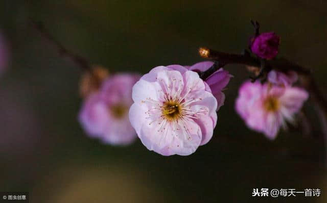 梅花开了，年来了……