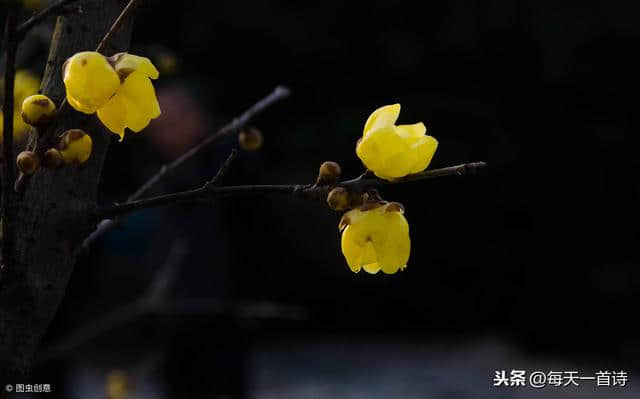 梅花开了，年来了……