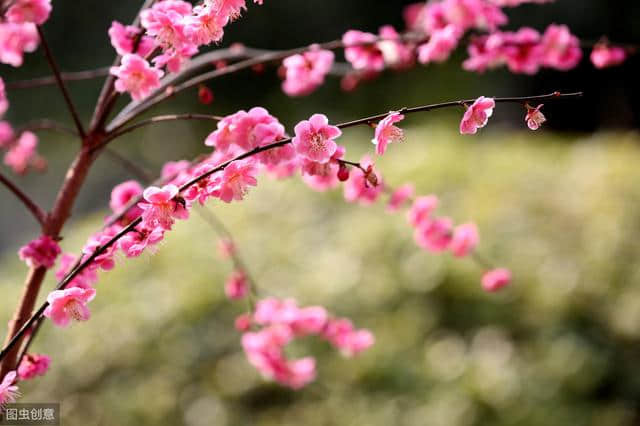 梅花古诗词100卷 闻道梅花坼晓风，雪堆遍满四山中