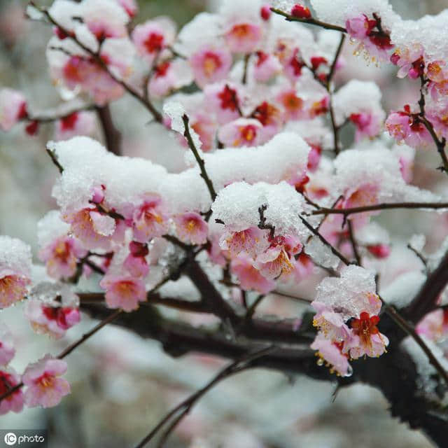 梅花古诗词100卷 闻道梅花坼晓风，雪堆遍满四山中