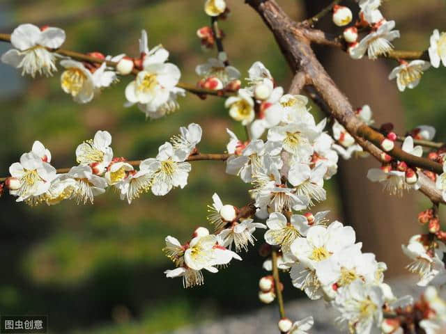 梅花古诗词100卷 闻道梅花坼晓风，雪堆遍满四山中