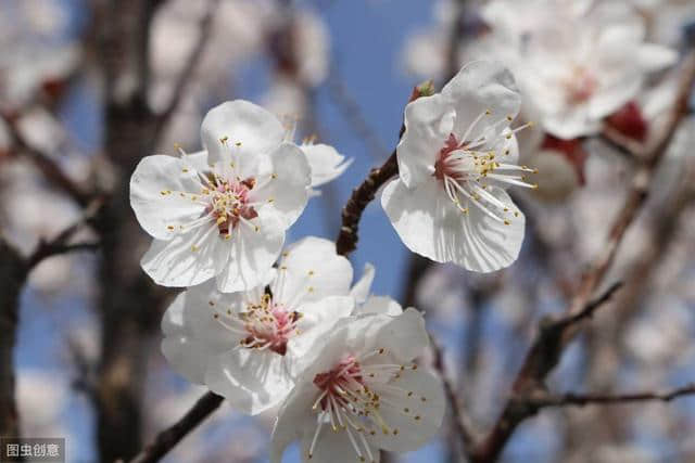 梅花古诗词100卷 闻道梅花坼晓风，雪堆遍满四山中