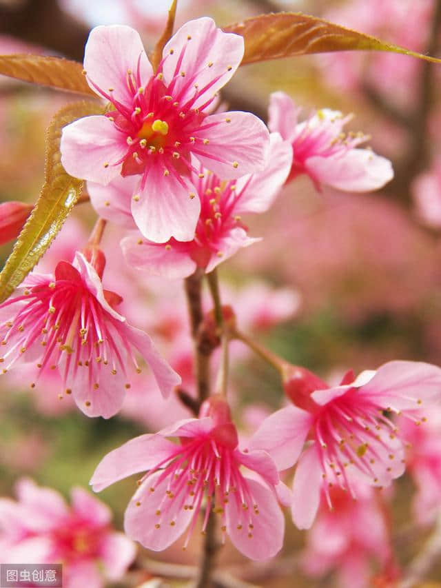 梅花古诗词100卷 闻道梅花坼晓风，雪堆遍满四山中