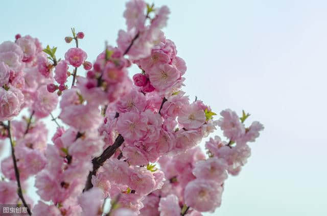 梅花古诗词100卷 闻道梅花坼晓风，雪堆遍满四山中