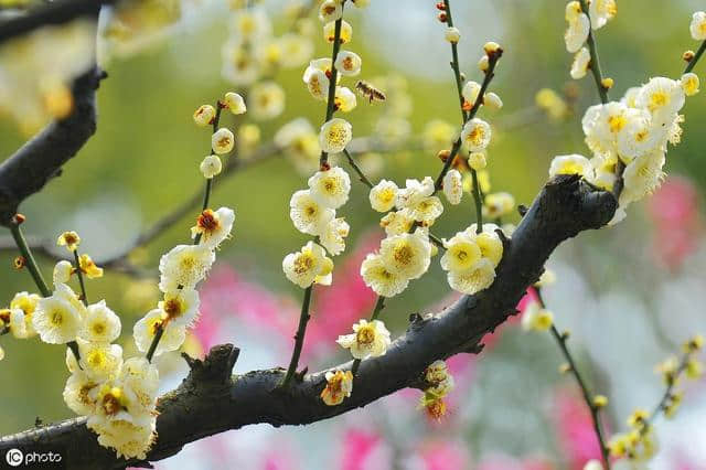 梅花古诗词100卷 闻道梅花坼晓风，雪堆遍满四山中