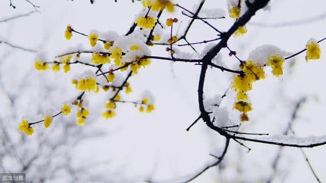 梅花古诗词100卷 闻道梅花坼晓风，雪堆遍满四山中